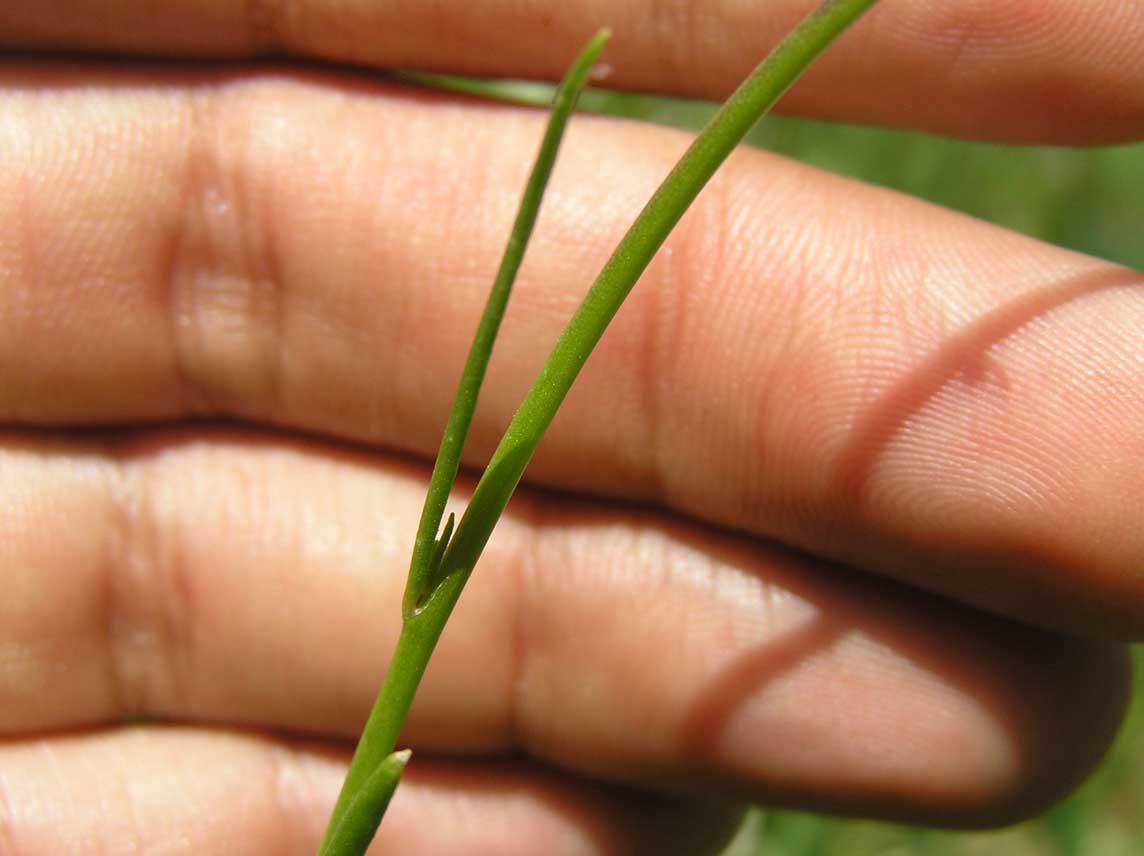 Linaria pellisseriana